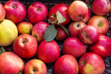 Fresh juicy red apples, natural background. Close Up of apples in box. Harvest, vitamins, vegetarians, fruits, crop . Organic gardening. Long-term storage of apples. Organic apples for food or juice.