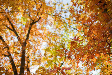 beautiful tree with orange and yellow leaves in autumn park