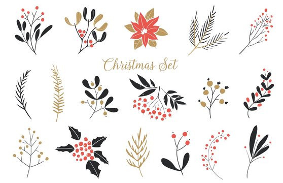 Elegant Christmas Graphic Set. Set of plants with flowers, spruce branches, leaves and berries. Hand drawn design elements.