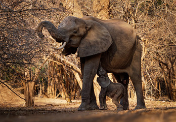 Fototapeta premium African Bush Elephant - Loxodonta africana small baby elephant with its mother, drinking, sucking milk, walking and eating leaves in Mana Pools in Zimbabwe