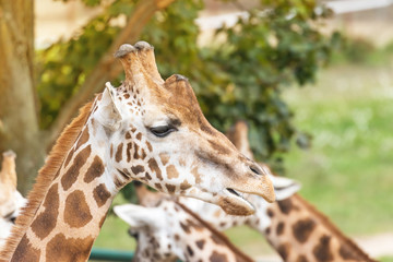 Side view portrait of the head of Rothschild Giraffe outdoors. More giraffes are in the background
