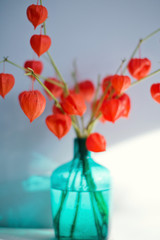bouquet of physalis in blue glass vase