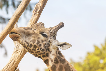 Side view of the head of Rothschild Giraffe nibbling on a wooden trunk closeup