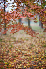 beautiful tree with orange and yellow leaves in autumn park