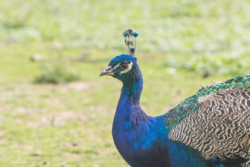 Side view of the Indian peafowl outdoors. Horizontally. 