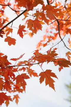 Red Fall Leaves