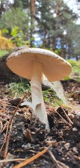 Silvetre mushroom in full nature in the sunlight