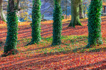 Tree trunk covered by ivy plant. Autumn season natural background. Fall concept in park. Vivid...