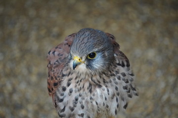 Kestrel