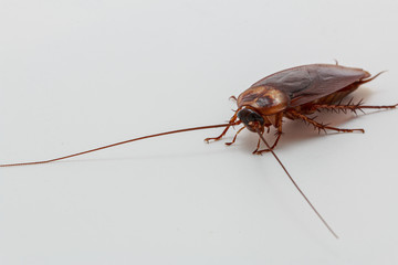 Cockroach brown   on a white background
