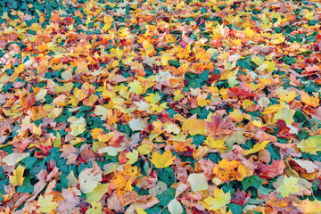 Fototapeta na wymiar fallen leaves on the ground in the park in autumn for background or texture use. Natural fall concept, autumn pattern background.