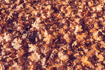 fallen leaves on the ground in the park in autumn for background or texture use. Natural fall concept, autumn pattern background.