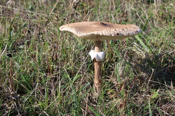 Champignon coulemelle