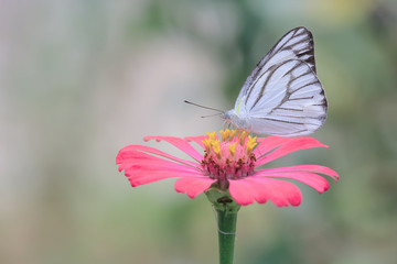 beautiful white butterflies suck flower essence