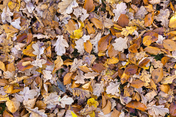 fallen leaves on the ground in the park in autumn for background or texture use. Natural fall concept, autumn pattern background.