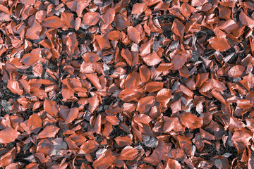 fallen leaves on the ground in the park in autumn for background or texture use. Natural fall concept, autumn pattern background.