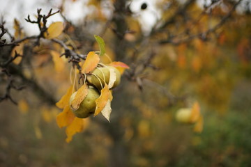 pear tree in the autumn garden closeup.