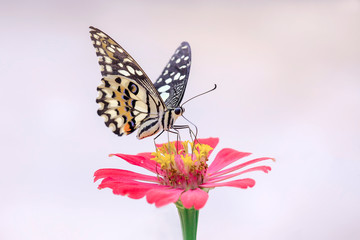 Black and white butterfly are sucking on flower essence on a white background