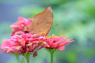 butterfly with fragile wings is sucking the flower essence