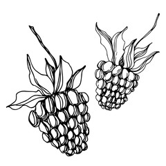 Vector Blackberry healthy food. Black and white engraved ink art. Isolated berry illustration element.