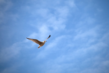 seagull in the air