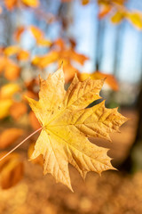 autumn fall maple leaf with shallow focus and blurry background. Fall in the park.