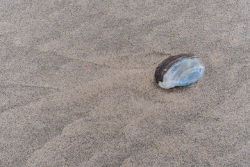  Muscheln im Sand am Meer