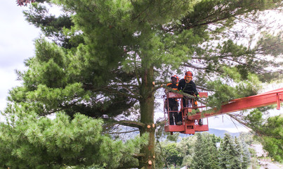 Arborist men with chainsaw and lifting platform cutting a tree.