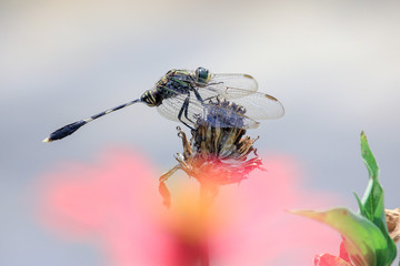 Dragonflies perched on very beautiful plant branch