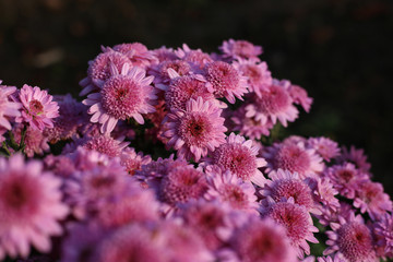 Little purple chrysanthemums with shiny dew drops in autumn morning.