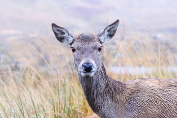 Close up portrait of deer in Scottish highlands.