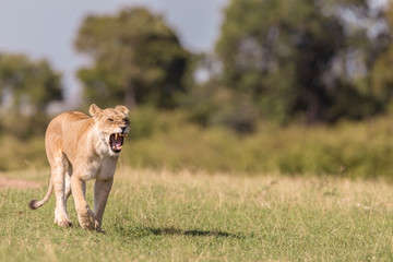 African Lion, Masai Mara National Reserve, Kenya