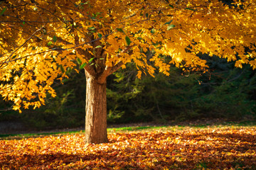 Autumn Maple
