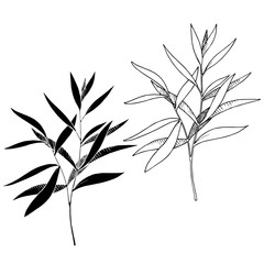 Vector Eucalyptus leaves branch. Black and white engraved ink art. Isolated branches illustration element.