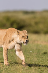 African Lion, Masai Mara National Reserve, Kenya