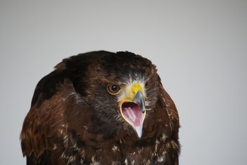 Harris's hawk