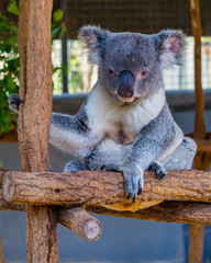 Koala (Phascolarctos cinereus) is native to eastern Australia.  Lone Pine is home to 130 koalas and...