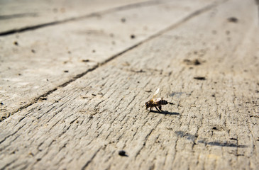 bee on wood