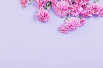 chrysanthemums on violet paper background