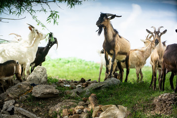 goats in natural environmnet