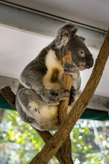 Koala (Phascolarctos cinereus) is native to eastern Australia.  Lone Pine is home to 130 koalas and is a great place to see and interact with them while visiting Brisbane, Queensland.