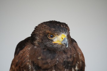 Harris's hawk