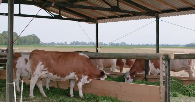 Vaca comiendo su alfalfa