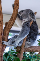 Koala (Phascolarctos cinereus) is native to eastern Australia.  Lone Pine is home to 130 koalas and is a great place to see and interact with them while visiting Brisbane, Queensland.