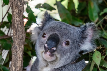 Koala (Phascolarctos cinereus) is native to eastern Australia.  Lone Pine is home to 130 koalas and is a great place to see and interact with them while visiting Brisbane, Queensland.