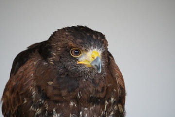 Harris's hawk