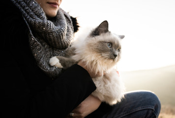 Ragdoll cat