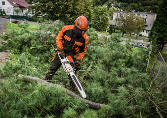 Lumberjack with chainsaw cutting a tree in town.