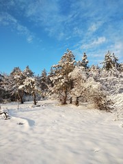 trees in snow
