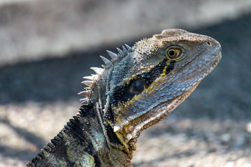 Australian Water Dragon (Intellagama lesueurii) is Australia's largest dragon lizard. They roam free at the Lone Pine Koala Sanctuary near Brisbane, Queensland.